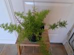 Mooie asparagus, Ophalen, Halfschaduw, Minder dan 100 cm