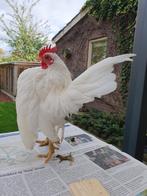 WIT Ayam Serama haantje, Mannelijk, Kip