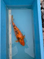 Hi bekko (rood/oranje zwarte bekko), Karper of Koi