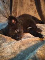 Lieve pomeriaan pups., Overige rassen, 8 tot 15 weken, CDV (hondenziekte), Meerdere