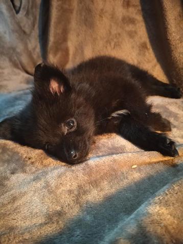 Lieve pomeriaan pups. beschikbaar voor biedingen