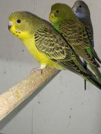 ECB split BW en blauw, Geslacht onbekend, Parkiet