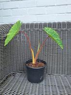 🪴 Colocasia 'Pink China' - Winterharde olifantsoor, 2L pot, Ophalen of Verzenden, Bloeit niet, Overige soorten, Halfschaduw