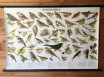 Mooie schoolplaat poster “ Zangvogels “, Ophalen, A1 t/m A3
