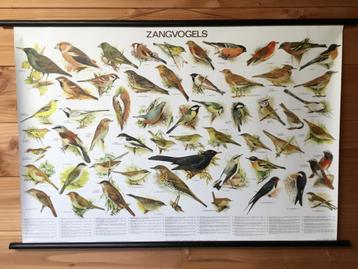 Mooie schoolplaat poster “ Zangvogels “ beschikbaar voor biedingen