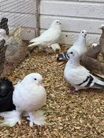 Gentse kroppers, Dieren en Toebehoren, Meerdere dieren, Overige soorten