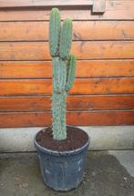 Grote vertakte Trichocereus macrogonus cactus 25L pot, Huis en Inrichting, Kamerplanten, Ophalen, 100 tot 150 cm, Bloeiende kamerplant