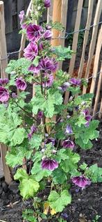 Malva Paars, Ophalen of Verzenden, Gehele jaar, Volle zon, Zaad