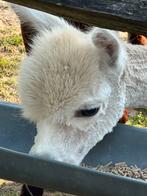 Alpaca hengsten te koop, Dieren en Toebehoren, September, Mannelijk