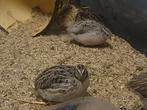 Japanse kwartel hanen, Dieren en Toebehoren, Pluimvee, Mannelijk, Overige soorten