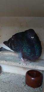 Jonge Bastaard Gaditano duivin, Dieren en Toebehoren, Vogels | Duiven, Vrouwelijk, Kropper