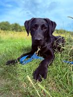Lieve Labrador reu 8 maanden, 15 weken tot 1 jaar, Reu, CDV (hondenziekte), Labrador retriever