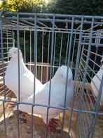 Te koop Hagenaars vliegtype, Dieren en Toebehoren, Vogels | Duiven, Meerdere dieren
