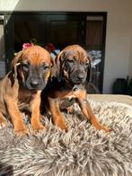 Rodesian Ridgeback pups, Dieren en Toebehoren, Rabiës (hondsdolheid), Overige rassen, 8 tot 15 weken, Meerdere