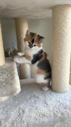 Britse korthaar kruisings, Dieren en Toebehoren, Katten en Kittens | Raskatten | Korthaar