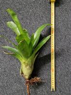 Te koop, Neoregelia Compacta, Dieren en Toebehoren, Ophalen