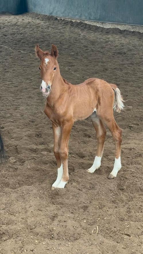 Mooi veulen te koop, Dieren en Toebehoren, Paarden, Hengst, 0 tot 2 jaar, Dressuurpaard