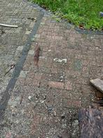 Bestrating gratis, Ophalen, Zo goed als nieuw, Beton, Klinkers