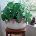 Zeer grote en gezonde pannenkoekplant in kunststof pot, Huis en Inrichting, Kamerplanten, Ophalen, Halfschaduw, Minder dan 100 cm