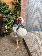 Mooie wyandotte colombia krielkip haan, Dieren en Toebehoren, Pluimvee, Mannelijk, Kip