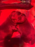 Labrador pups zwart, Ophalen of Verzenden, Nieuw, Overige typen