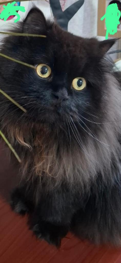 Katten, Dieren en Toebehoren, Katten en Kittens | Raskatten | Langhaar, Kater, 3 tot 5 jaar, Ontwormd, Ingeënt