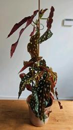 Kamerplant: stippenbegonia / stippenplant 55 cm, Huis en Inrichting, Kamerplanten, Ophalen, Overige soorten, Minder dan 100 cm
