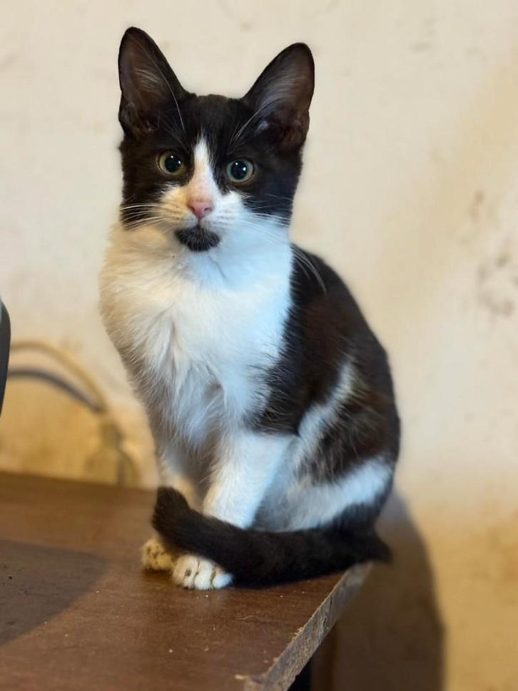 Yin Yang, Dieren en Toebehoren, Katten en Kittens | Overige Katten, Kortharig, Poes, 0 tot 2 jaar