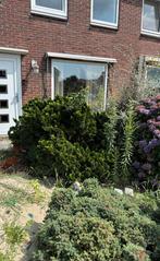 Plant chamaecyparis obtusa, Tuin en Terras, Ophalen, Bloeit niet, Halfschaduw, Overige soorten