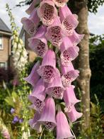 Vingerhoedskruid mix zaden “Digitalis”, Ophalen of Verzenden, Voorjaar, Volle zon, Zaad