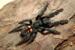 Irminia tarantula kweekdame, Dieren en Toebehoren, Spin of Schorpioen