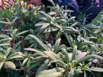 planten, struiken boom, papierstruik, Overige soorten, Minder dan 100 cm, Zomer, Ophalen