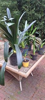 Clivia , Kamerplant., Ophalen, Overige soorten, Halfschaduw, Minder dan 100 cm
