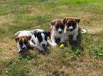 Jack Russell, Dieren en Toebehoren, Honden | Jack Russells en Terriërs, België, Particulier, Jack Russell Terriër, Reu