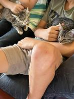 Kitten te koop, Dieren en Toebehoren, Katten en Kittens | Raskatten | Korthaar, Poes