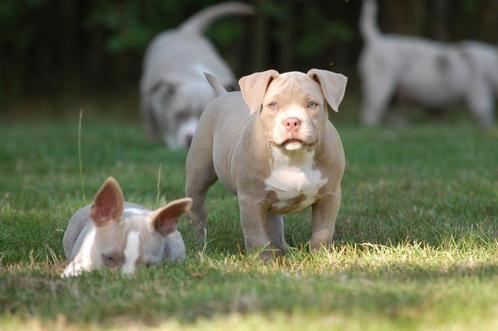 American bully pups   2 teefjes, Dieren en Toebehoren, Honden | Bulldogs, Pinschers en Molossers, Meerdere dieren, Overige rassen