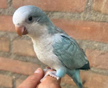 Super tamme blauwe muisparkiet 10 weken oud + garantie beschikbaar voor biedingen