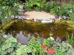 Guppies voor de vijver, Dieren en Toebehoren, Vissen | Vijvervissen, Goudvis(sen)