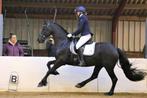 Friese stamboek merrie, Dieren en Toebehoren, Paarden, Merrie, Dressuurpaard