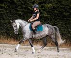 Zeer chique hartendief met unieke looks en een gouden hart!, Dieren en Toebehoren, Pony's, B, Ruin, Dressuurpony, 7 tot 10 jaar