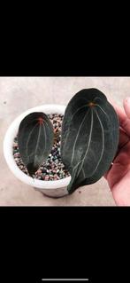 Original Anthurium Red Spider, Kartel Daun, Ophalen of Verzenden, Overige soorten, Minder dan 100 cm