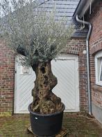 KORTING: MINSTENS 10% KORTING OP AL ONZE OLIJFBOMEN, In pot, Halfschaduw, Ophalen of Verzenden, 100 tot 250 cm