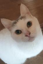 Goed tehuis gezocht voor poes Nuray, kruising Turkse Van, Dieren en Toebehoren, Poes, Gechipt, 6 jaar of ouder