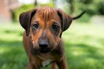 Rhodesian Ridgeback Pups  mogen woensdag  6 aug weg, Dieren en Toebehoren, Rabiës (hondsdolheid), Overige rassen, 8 tot 15 weken