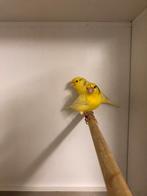 HARZER kanaries rollers, Dieren en Toebehoren, Meerdere dieren, Kleurkanarie