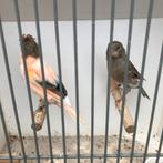 Koppel harlekijn kanaries, Dieren en Toebehoren, Meerdere dieren, Kleurkanarie