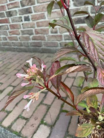 Winterbloeiende sneeuwbal beschikbaar voor biedingen