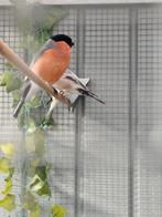 Große Goudvink Männer von 2025, Dieren en Toebehoren, Vogels | Overige Vogels, Mannelijk, Wildzangvogel, Geringd