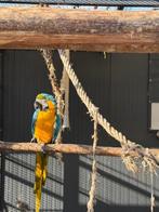 blauwgele ara te koop, Dieren en Toebehoren, Mannelijk, Papegaai, Geringd