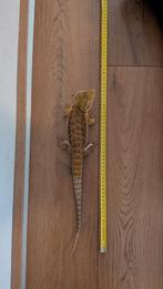 Prachtige Baardagaam (Man, 6 Maanden) Zoekt Nieuw Thuis!, Dieren en Toebehoren, Reptielen en Amfibieën, Hagedis, 0 tot 2 jaar